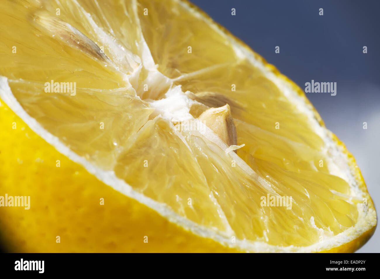 Gros plan d'une graine de citron Banque D'Images