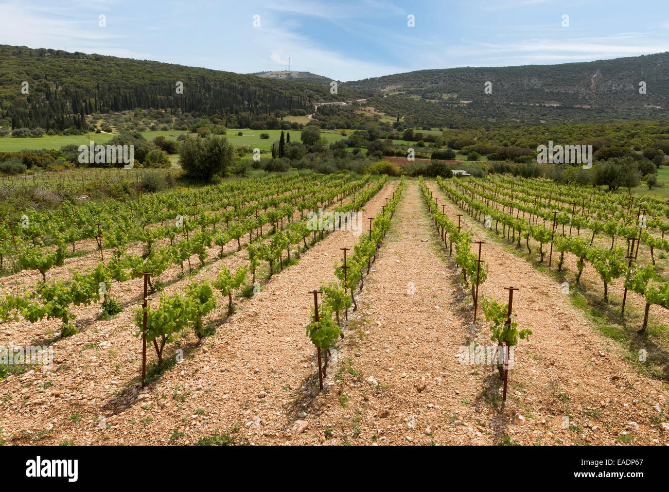 Un Kafalonia Valsamata vinyard, près de, au pied du Mont Ainos. Banque D'Images