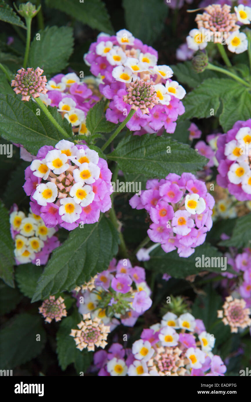 Lantana camara fleurs, Kefalonia, Grèce Banque D'Images