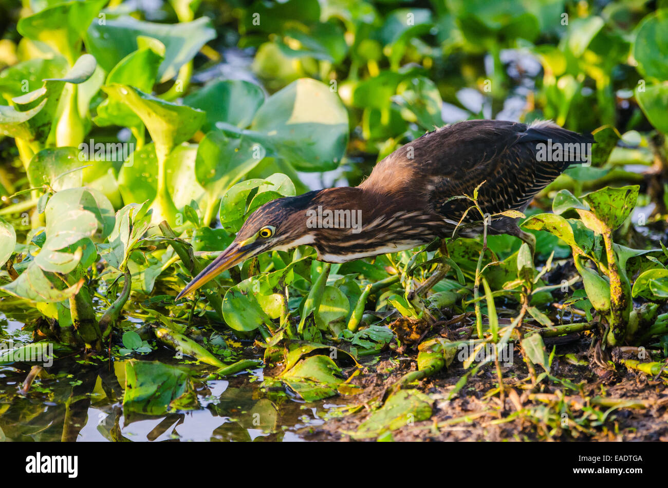 Un héron vert (Butorides virescens) est prêt à frapper près d'un lac. Texas, USA. Banque D'Images