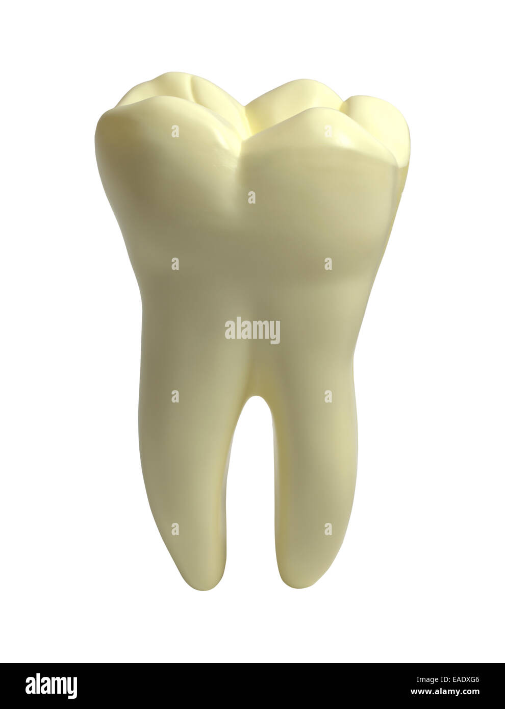 Grande dent humaine molaire isolé sur fond blanc. Banque D'Images