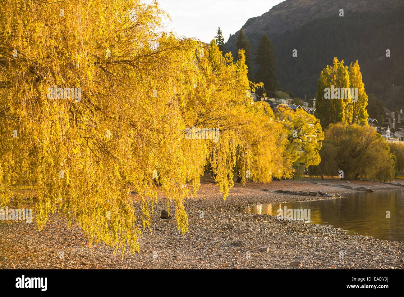 Les feuilles d'automne au lac Wakatipu, Queenstown, NZ Banque D'Images