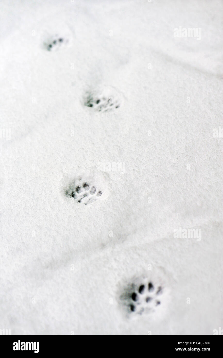 Les Empreintes De Chat Dans La Neige Photo Stock Alamy Les Empreintes De Chat Dans La Neige Photo Stock Alamy
