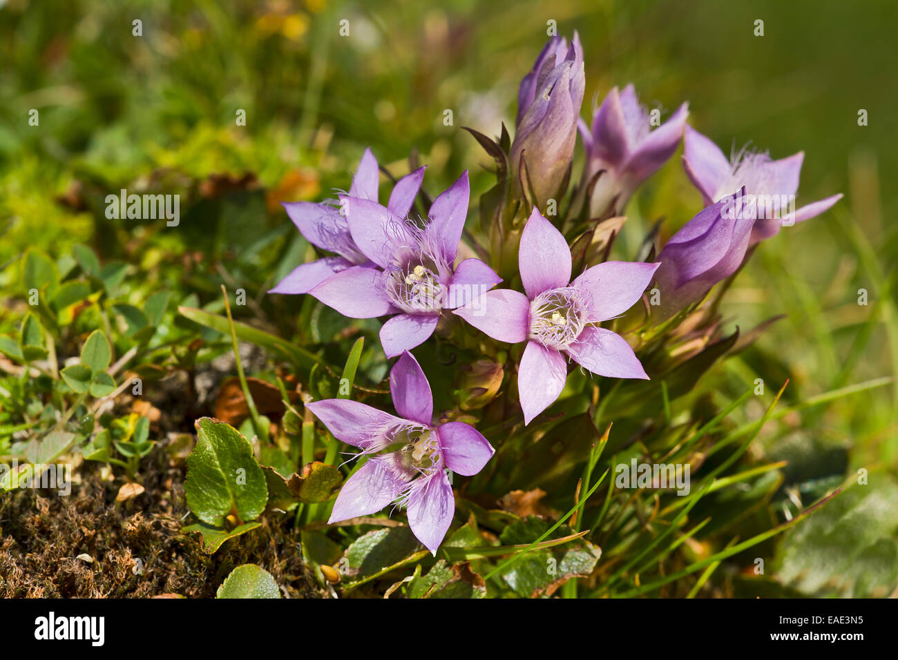 Gentiane (Gentiana germanica Chiltern), Seewertal, Ötztaler Alpen, province du Tyrol du Sud, Vénétie, Italie Banque D'Images