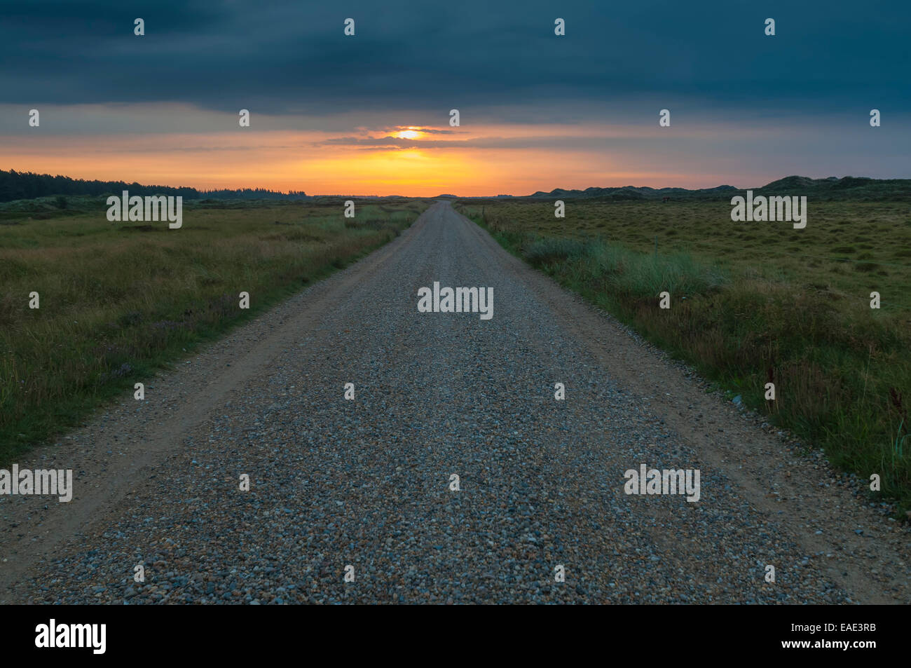 L'humeur du matin sur une route de gravier à travers la lande, Henne  Strand, Jutland, Danemark Photo Stock - Alamy