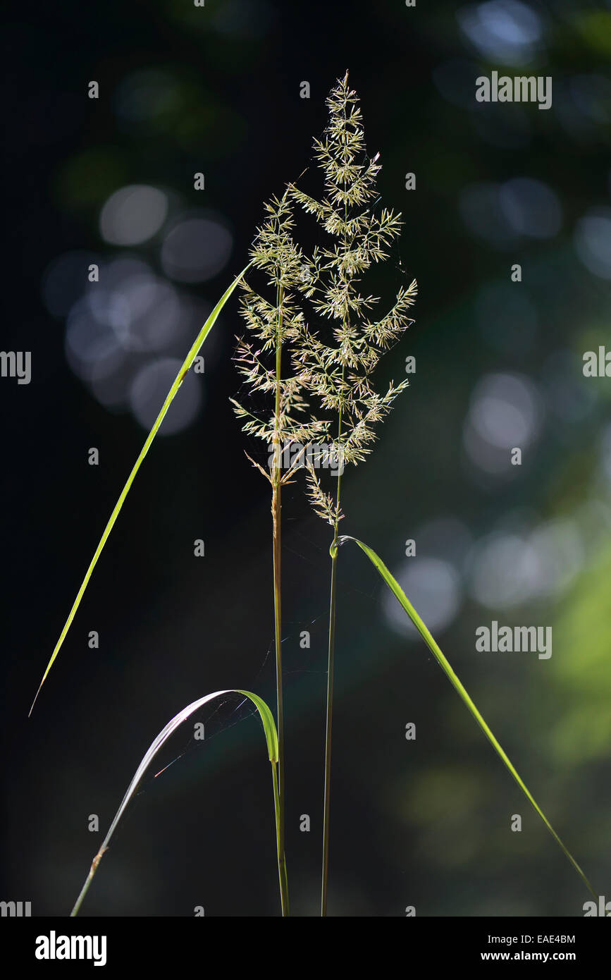 Petit bois-reed ou Bushgrass (Calamagrostis epigejos), étameur Loh réserve naturelle, près de Haren, de l'Ems, Basse-Saxe, Allemagne Banque D'Images