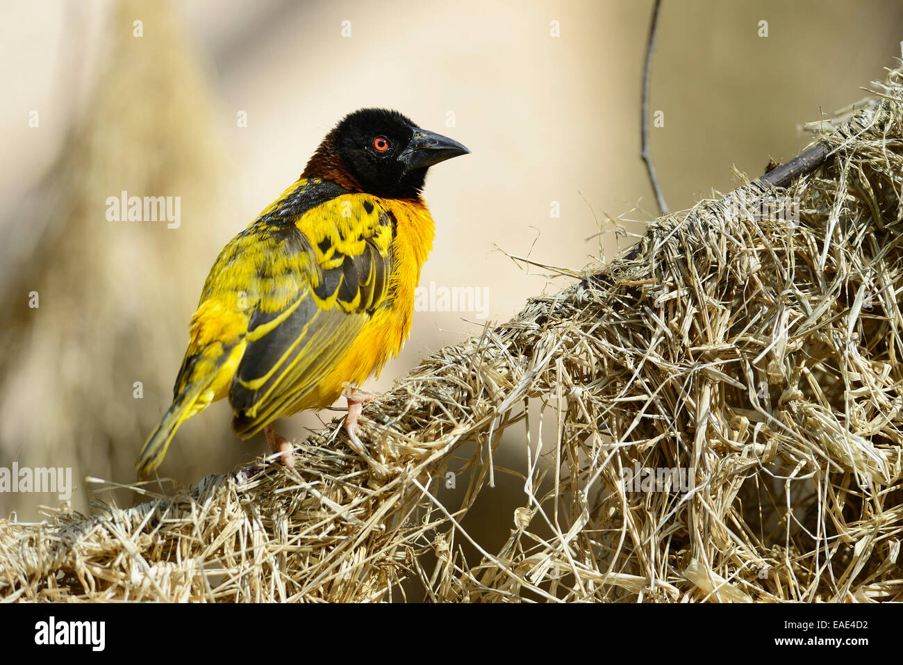 Village Weaver, adossé à la tête noire ou Weaver Weaver (Ploceus cucullatus) dans NaturZoo Rheine animal park, Münsterland Banque D'Images