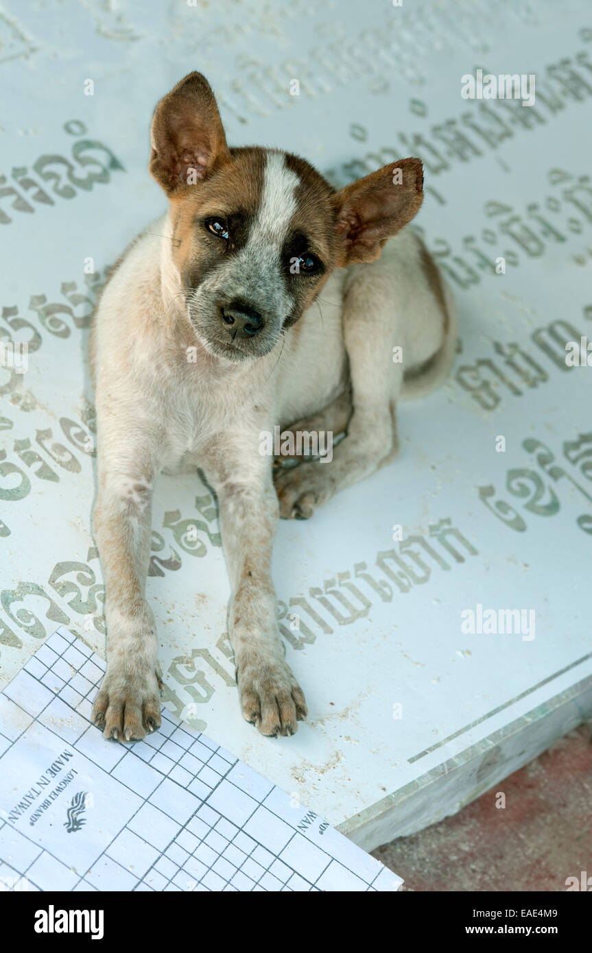 Petit chien assis sur une pierre tombale avec caractères khmers qui est allongé sur le sol dans un atelier de taille de pierre, Pursat Banque D'Images