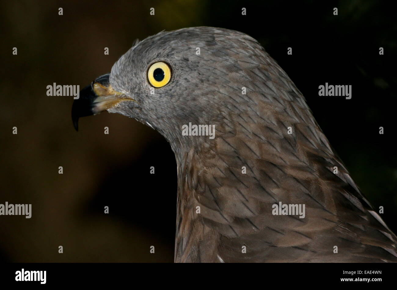 Gros plan de la tête d'un homme du miel européen (buzzard Pernis apivorus) a.k.a.Common Pern Banque D'Images