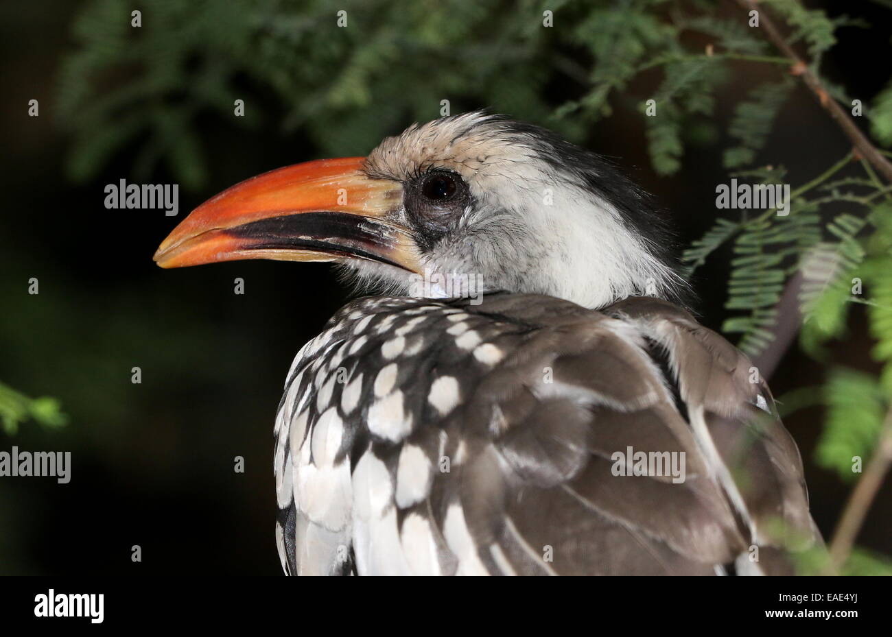 Le nord du calao à bec rouge (Tockus erythrorhynchus) Banque D'Images