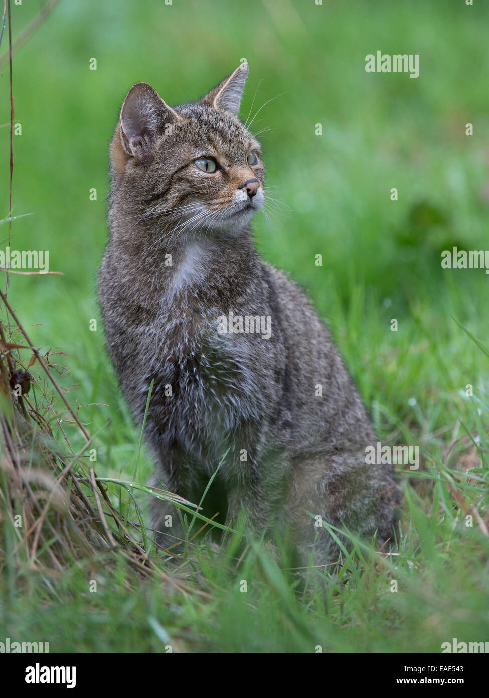 Chat sauvage (Felis silvestris), Kempfeld, Hunsrück, Allemagne Banque D'Images