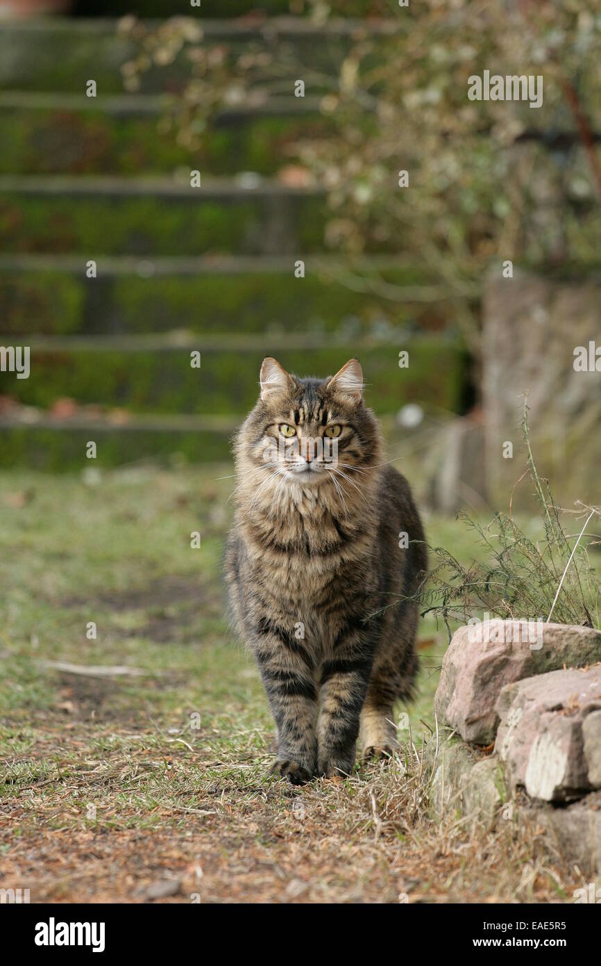 Chat de maison, Allemagne Banque D'Images