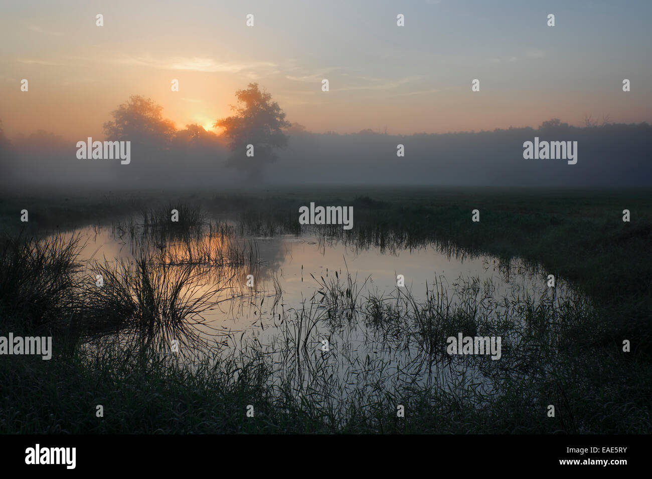 Prairie avec les bras morts au lever du soleil en automne brouillard dans la plaine inondable, au milieu du paysage de la Réserve de biosphère de l'Elbe, Dessau-Rosslau Banque D'Images