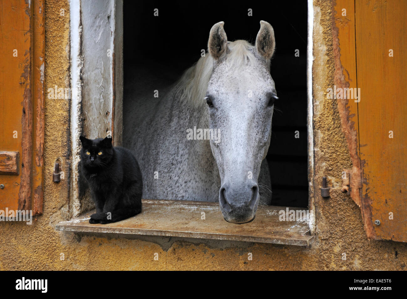 Un gris pommelé regarder par la fenêtre de la grange, un chat noir à côté, Middle Franconia, Bavaria, Germany Banque D'Images
