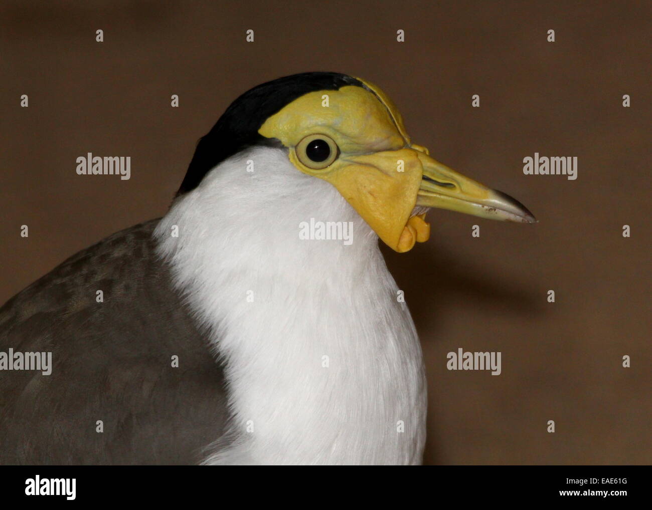 Australasian Masked sociable (Vanellus miles), extreme close-up du corps et la tête, vu de profil Banque D'Images