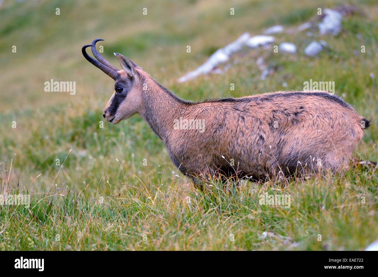 Chamois (Rupicapra rupicapra) debout sur un alpage, Alpes, Reutte, District de Reutte, Tyrol, Autriche Banque D'Images