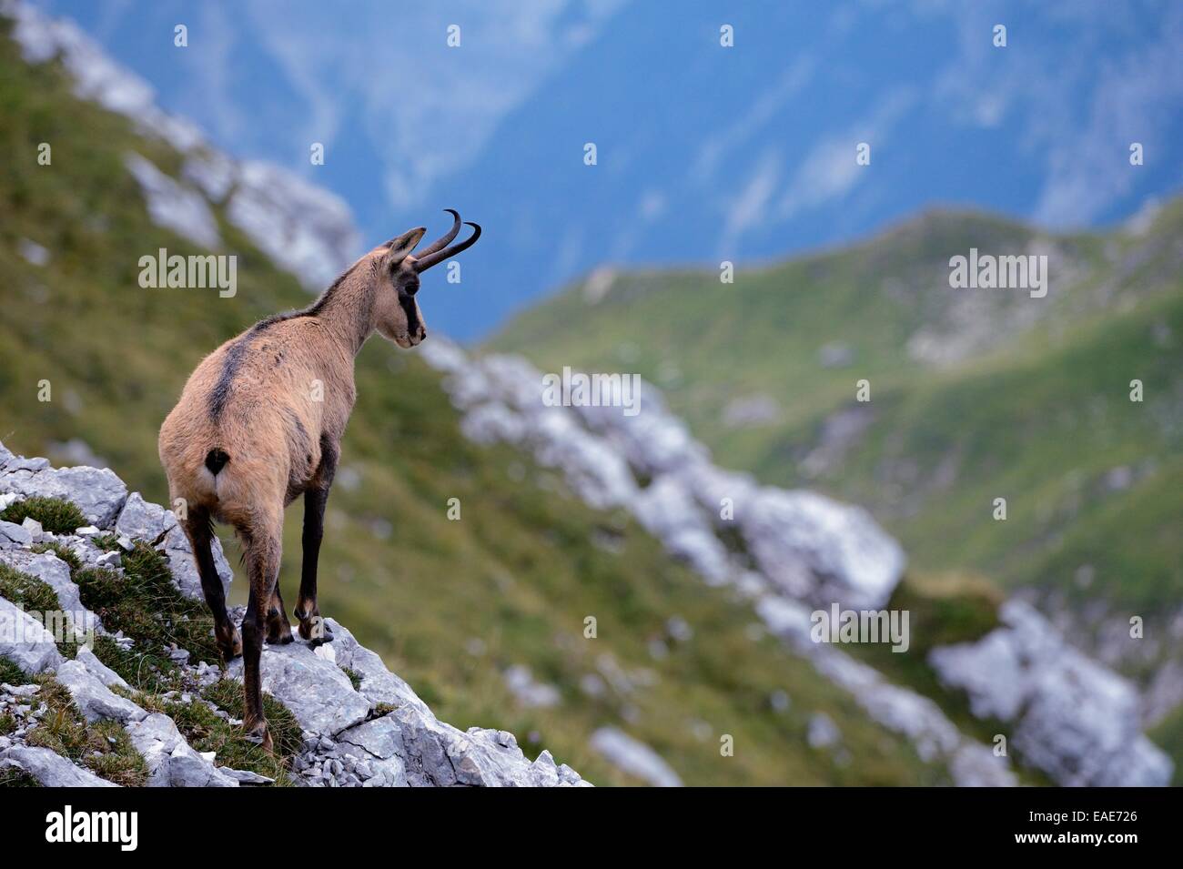Chamois (Rupicapra rupicapra) debout sur des rochers dans un paysage de montagne avec des rochers, Alpes, Reutte, District de Reutte Banque D'Images