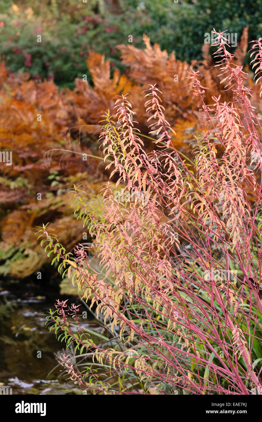 L'euphorbe des marais (euphorbia palustris 'herbstfeuer') Banque D'Images