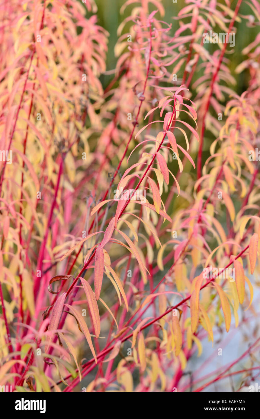 L'euphorbe des marais (euphorbia palustris 'herbstfeuer') Banque D'Images