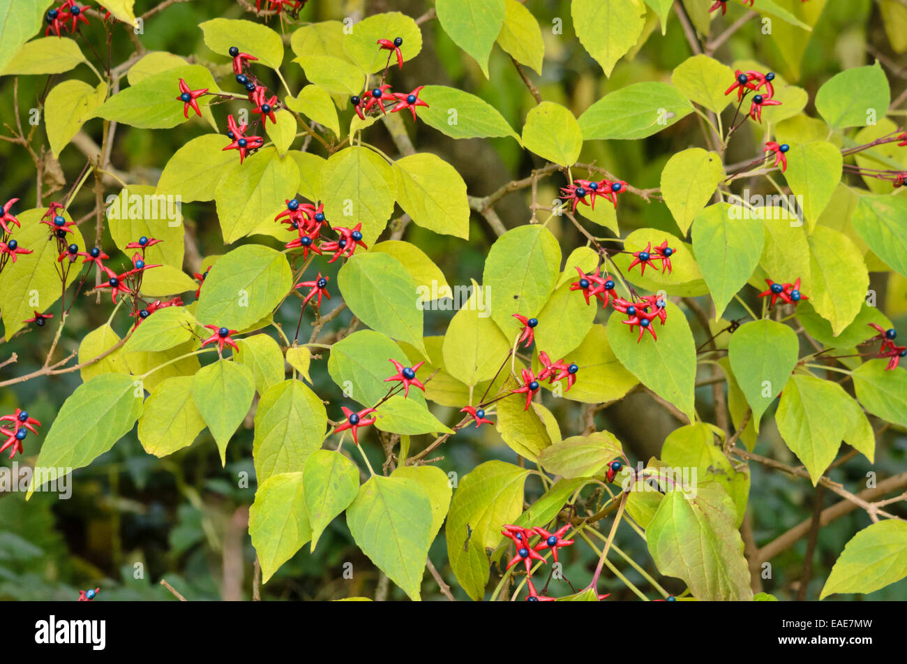 Gloire arlequin bower (Clerodendrum trichotomum var. fargesii syn. Clerodendron trichotomum var. fargesii) Banque D'Images