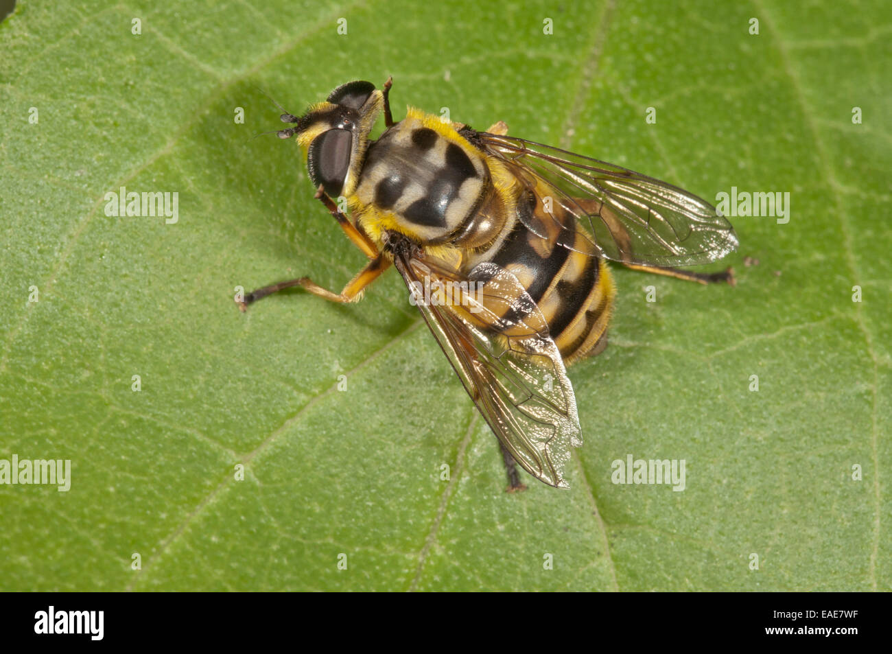 Dead Head Fly (Myathropa florea), femme, Bade-Wurtemberg, Allemagne Banque D'Images