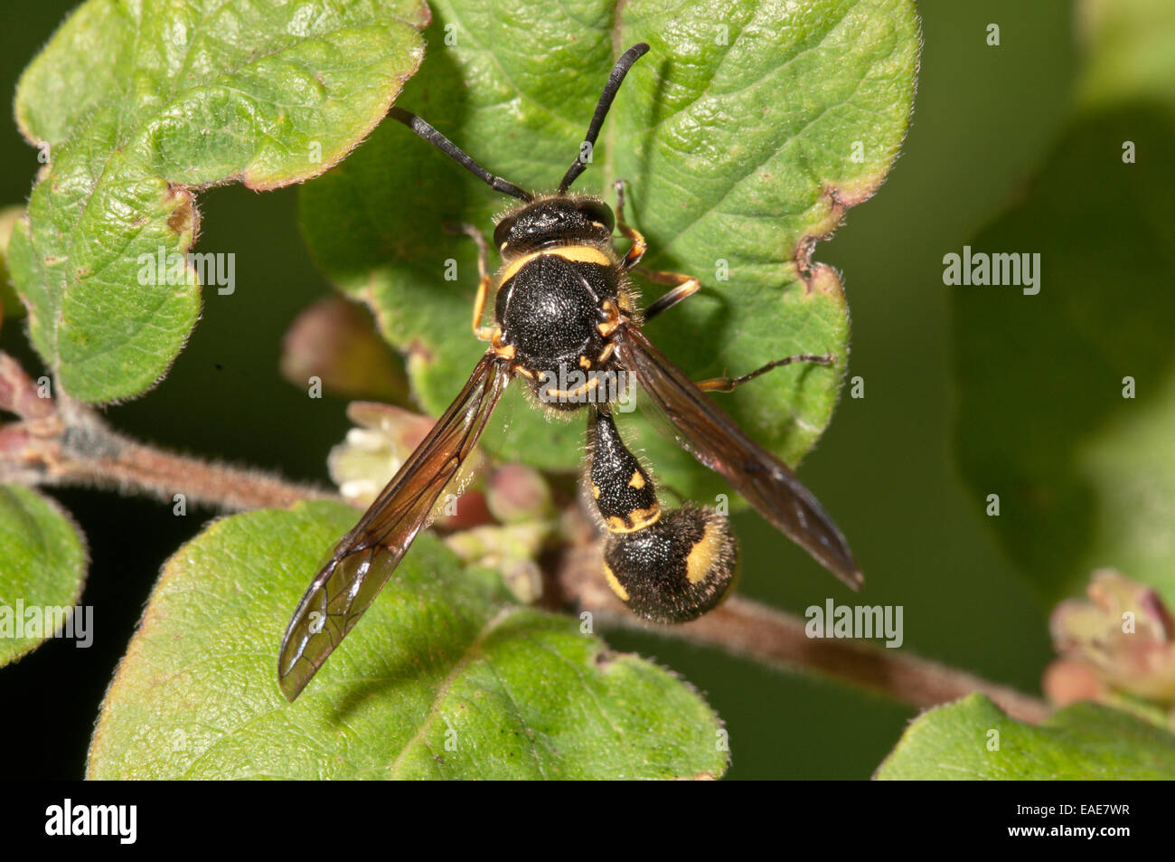 Potter wasp (Eumenes sp.), Bade-Wurtemberg, Allemagne Banque D'Images