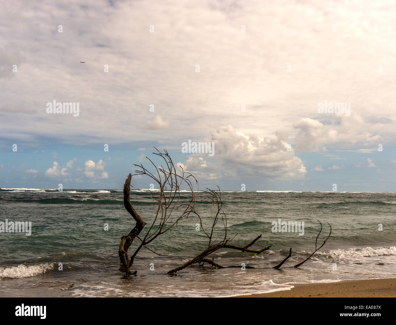 Caribbean Beach Seascape,illustrant les grandes branches étendues avec bois flotté rejetés sur plage avec des vagues et sur la mer Banque D'Images