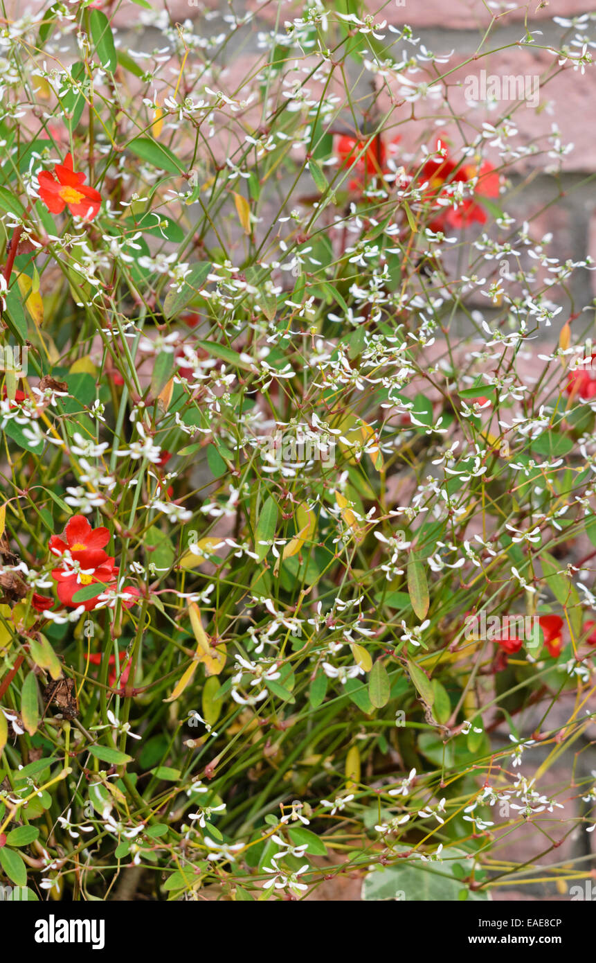 L'euphorbe ésule (Euphorbia hypericifolia 'diamond frost') Banque D'Images