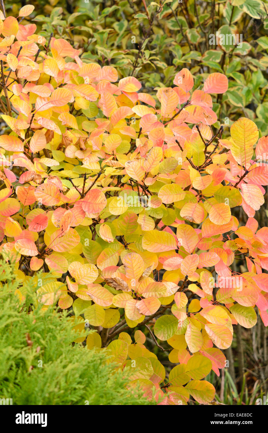 Arbre de fumée eurasien (Prunus serrula 'golden spirit') Banque D'Images
