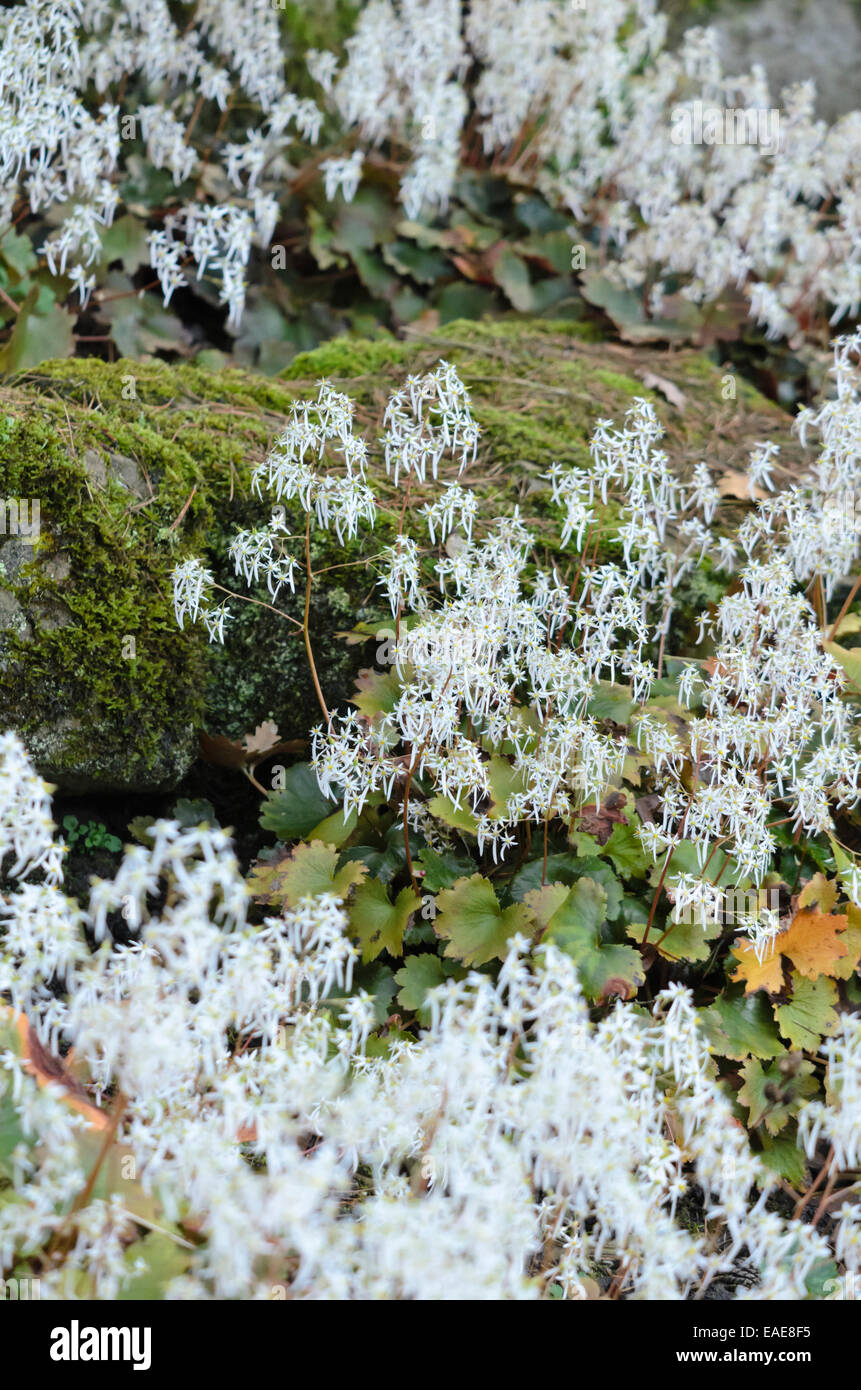 Saxifrage à feuilles opposées (saxifraga cortusifolia) Banque D'Images