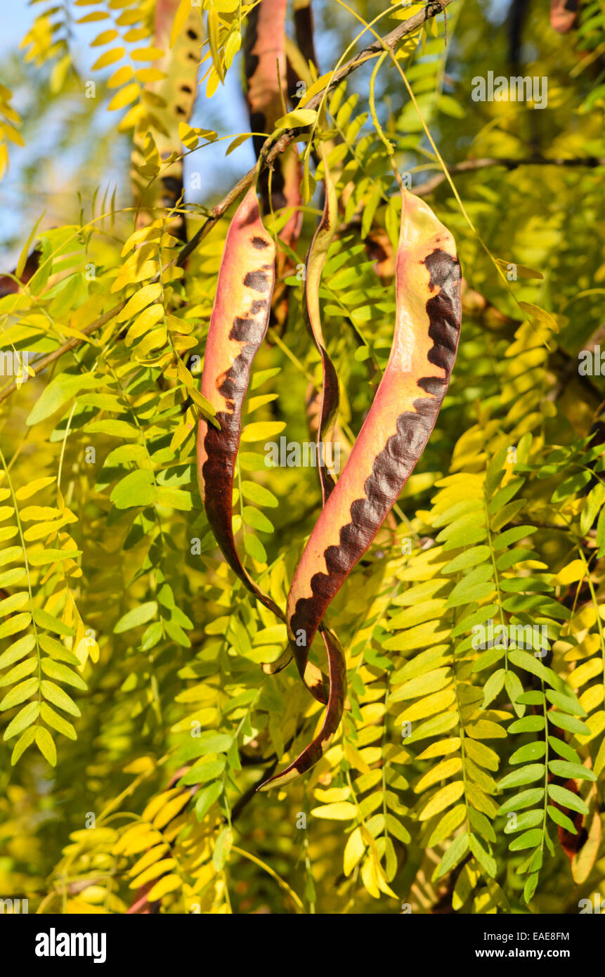 Criquet du miel d'Amérique (Gleditsia triacanthos) Banque D'Images