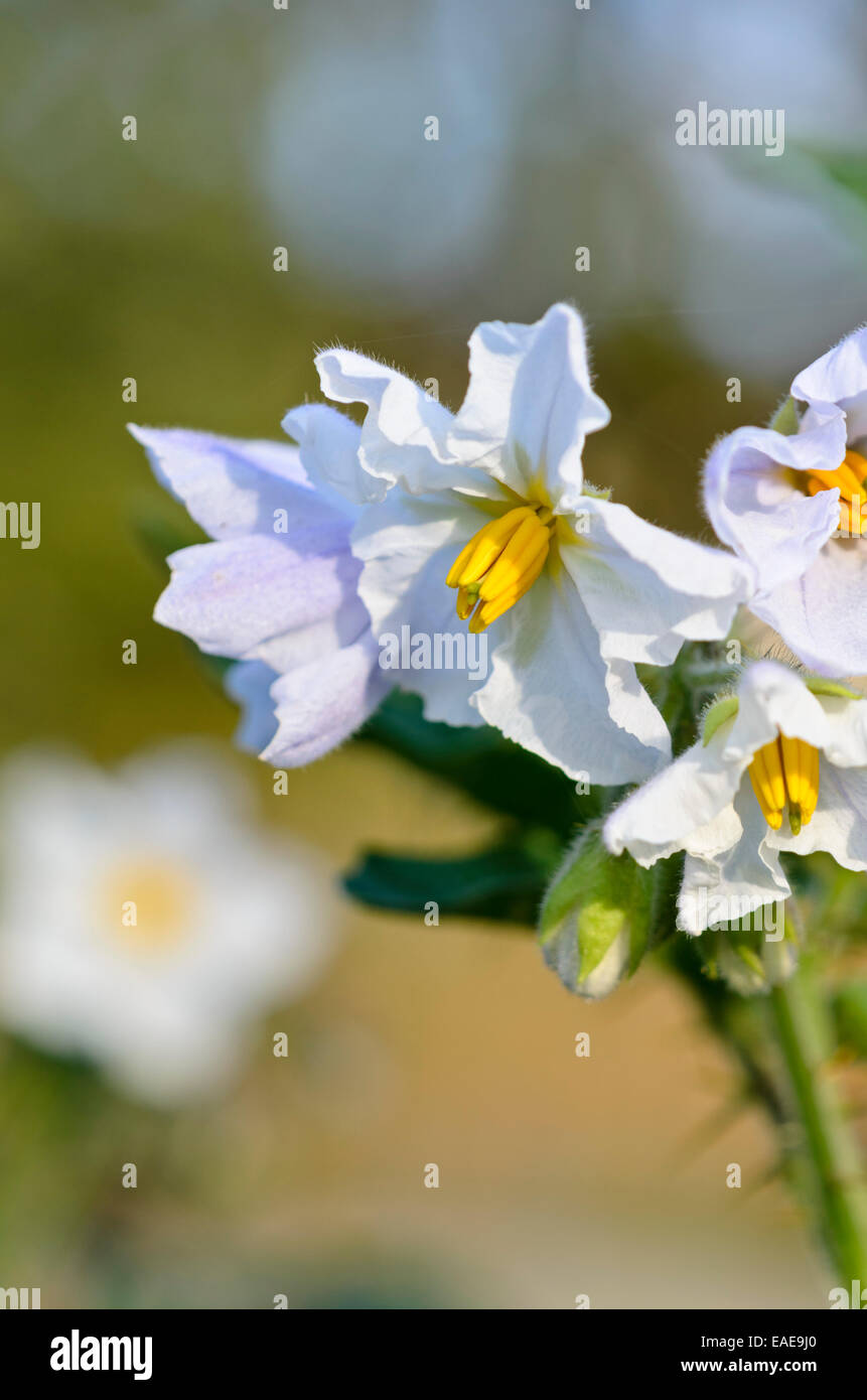 Morelle (Solanum sisymbriifolium collante) Banque D'Images