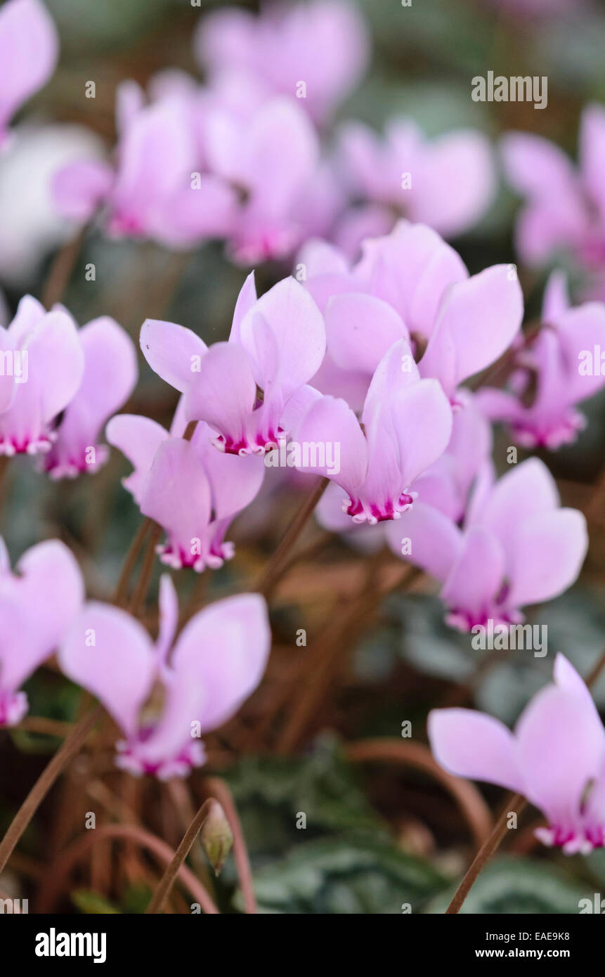 À feuilles de lierre (cyclamen hederifolium cyclamen cyclamen neapolitanum) syn. Banque D'Images