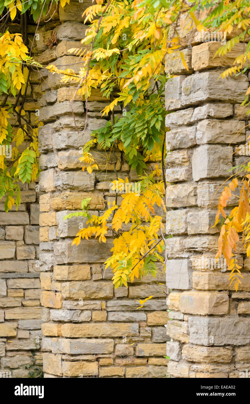 Glycine (wisteria) Banque D'Images