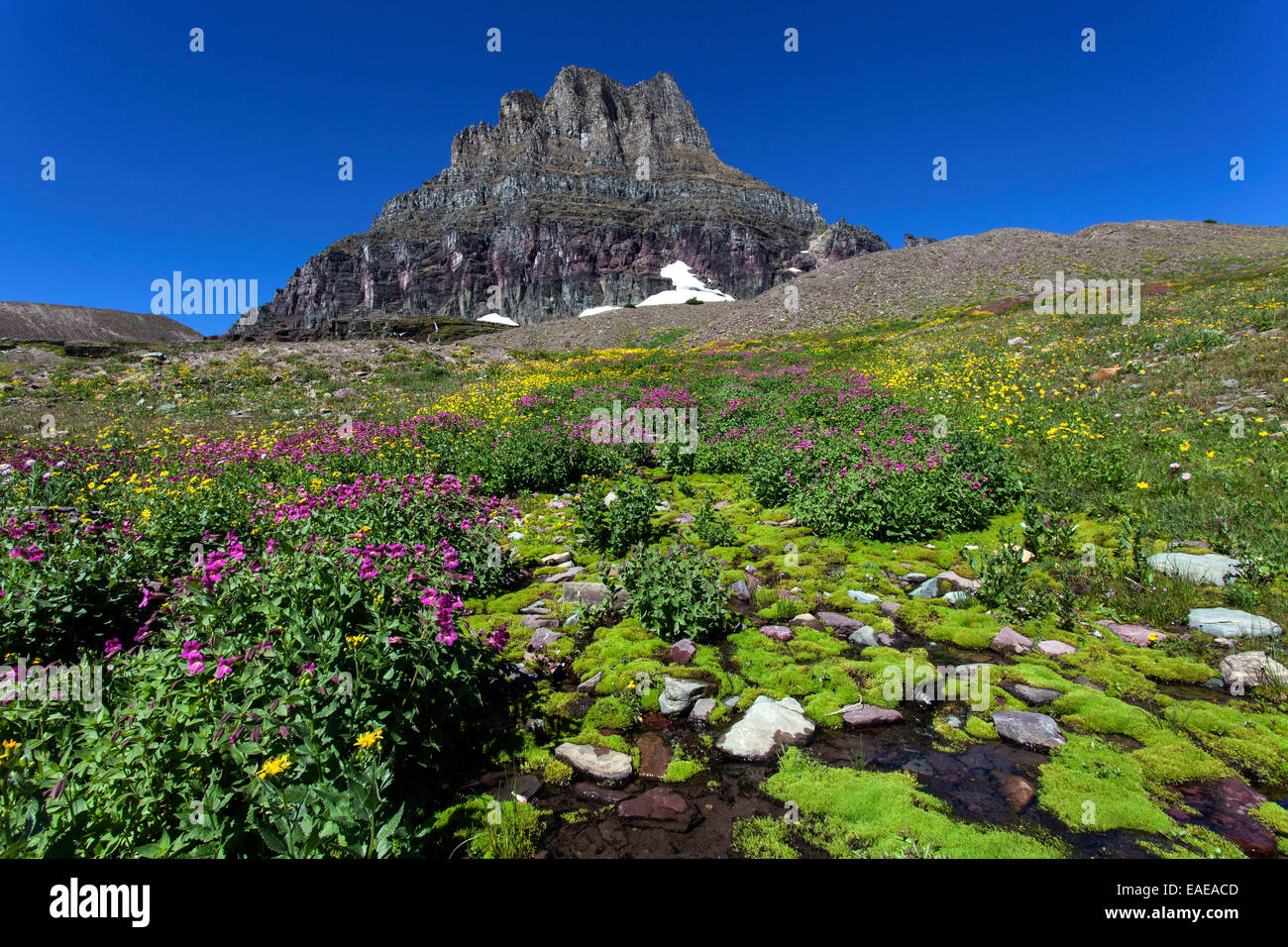 La floraison des fleurs de montagne en face de la Clements Montagnes, sentier du lac caché, Glacier National Park, Montana, United States Banque D'Images