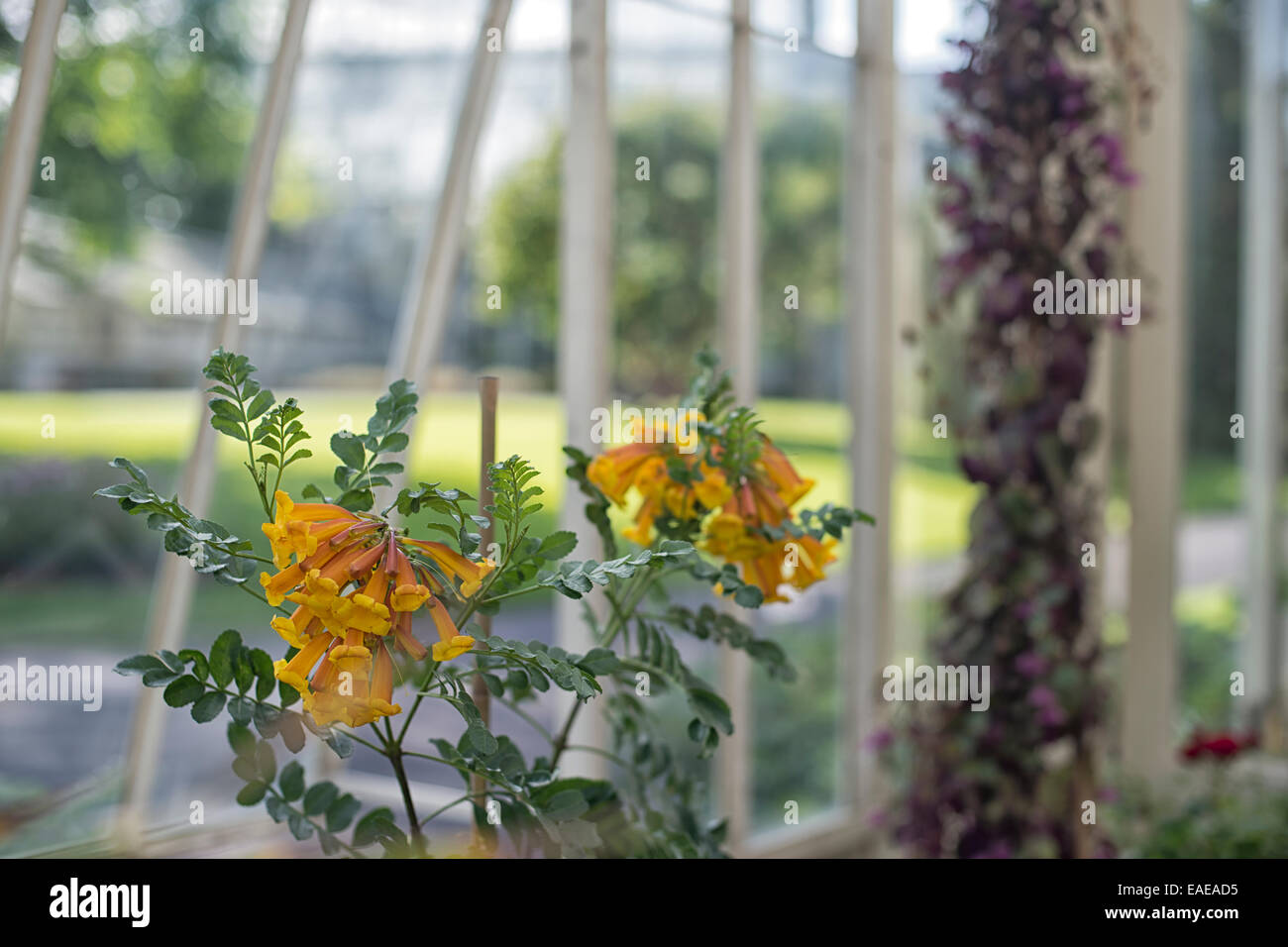 Dans la serre de fleurs exotiques Banque D'Images