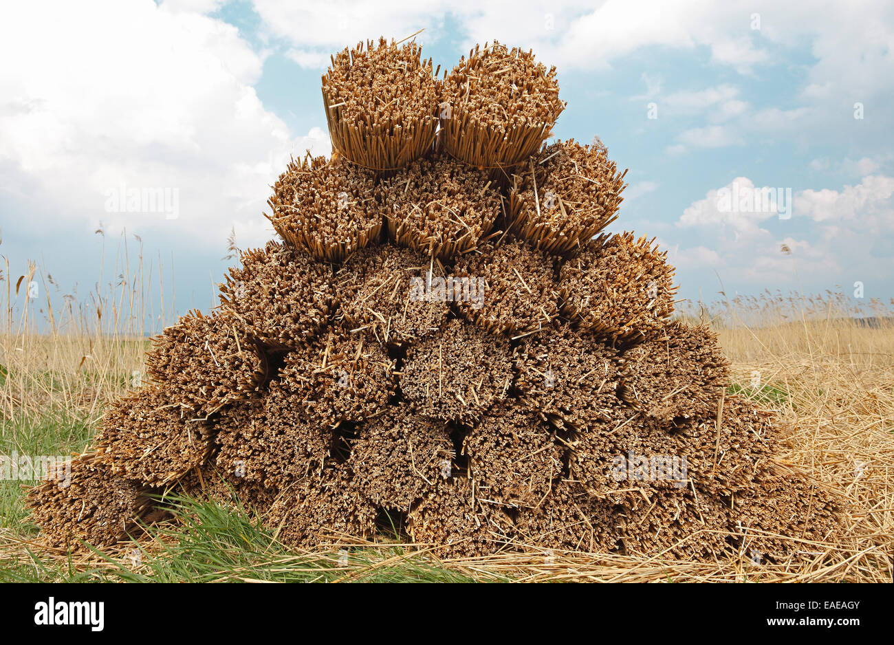 Faisceaux de roseaux empilées sur un champ, Dewichow, Mellenthin, Usedom, Mecklembourg-Poméranie-Occidentale, Allemagne Banque D'Images