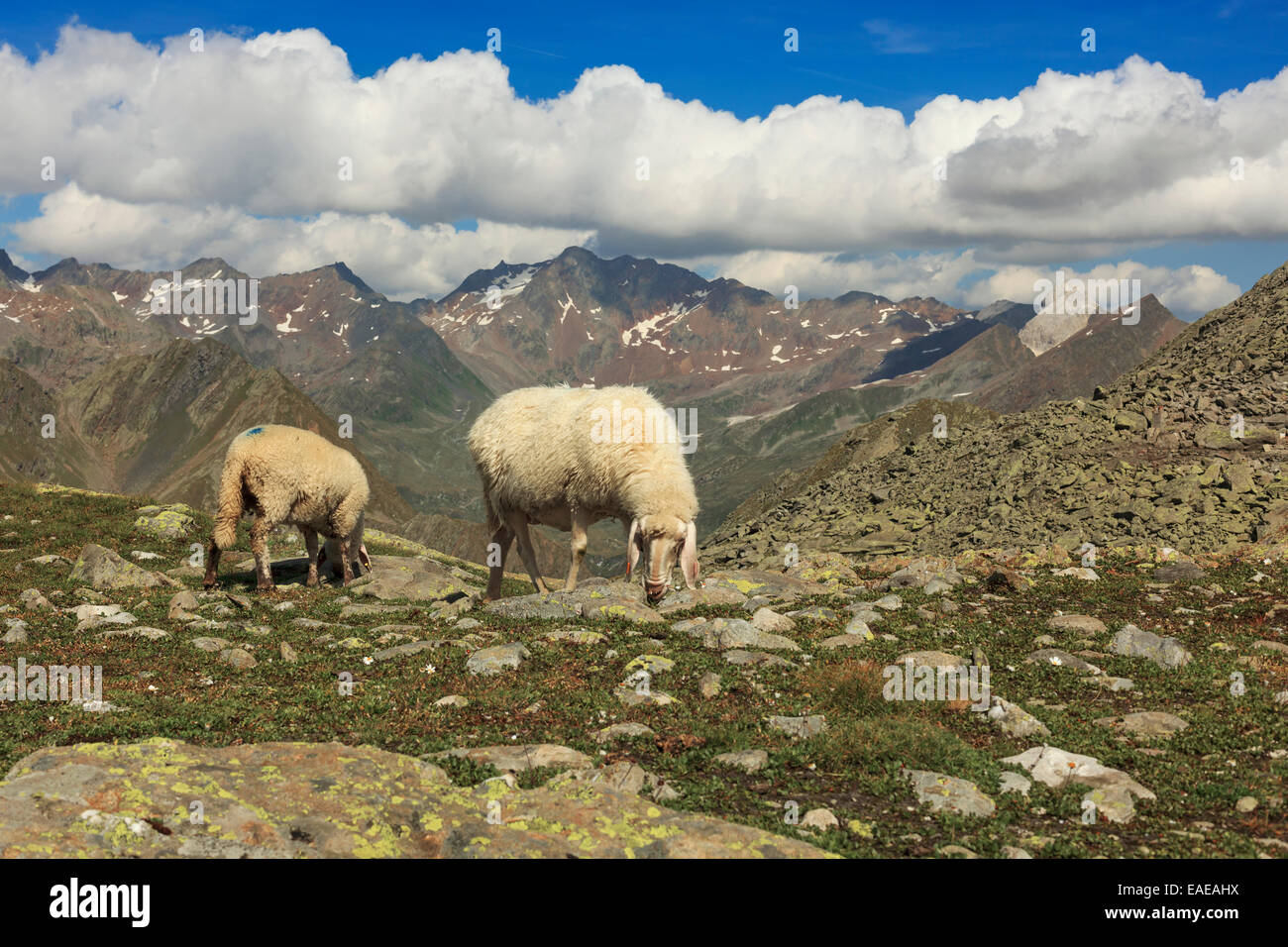 Des moutons paissant au col Timmelsjoch ou Passo del Rombo, Timmelsjoch, Oberland tyrolien, Tyrol, Autriche Banque D'Images