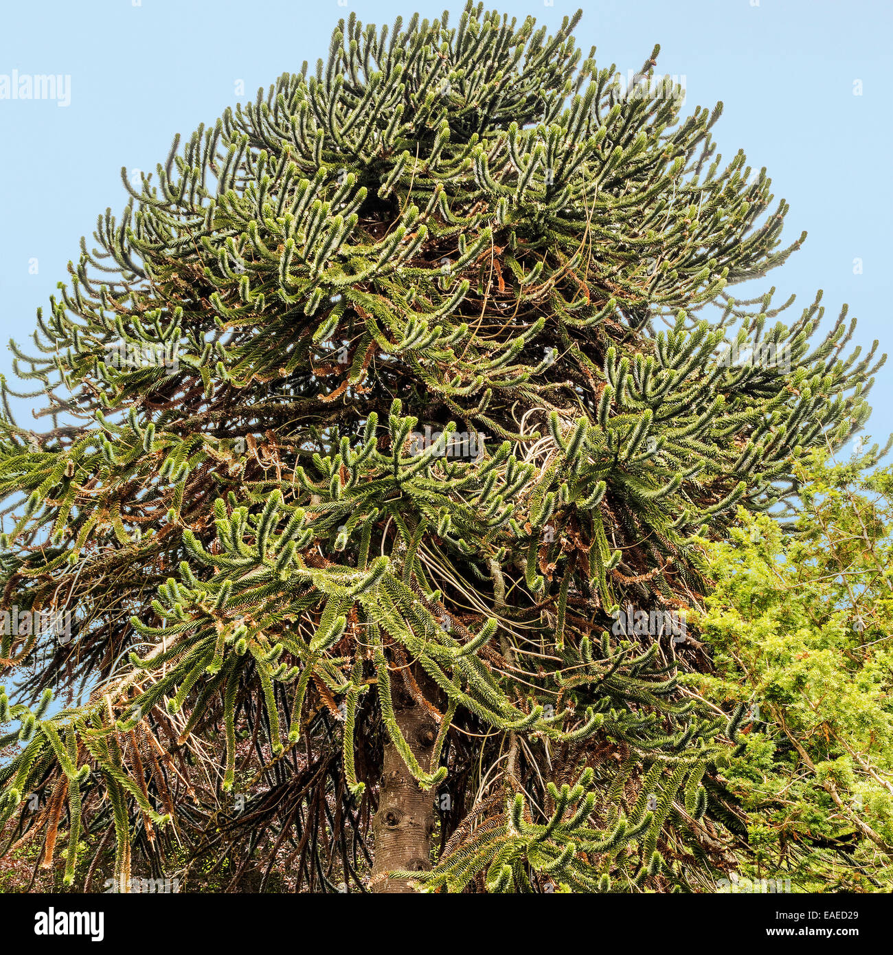 Arbre généalogique monkey puzzle (Araucaria araucana) Norvège Banque D'Images