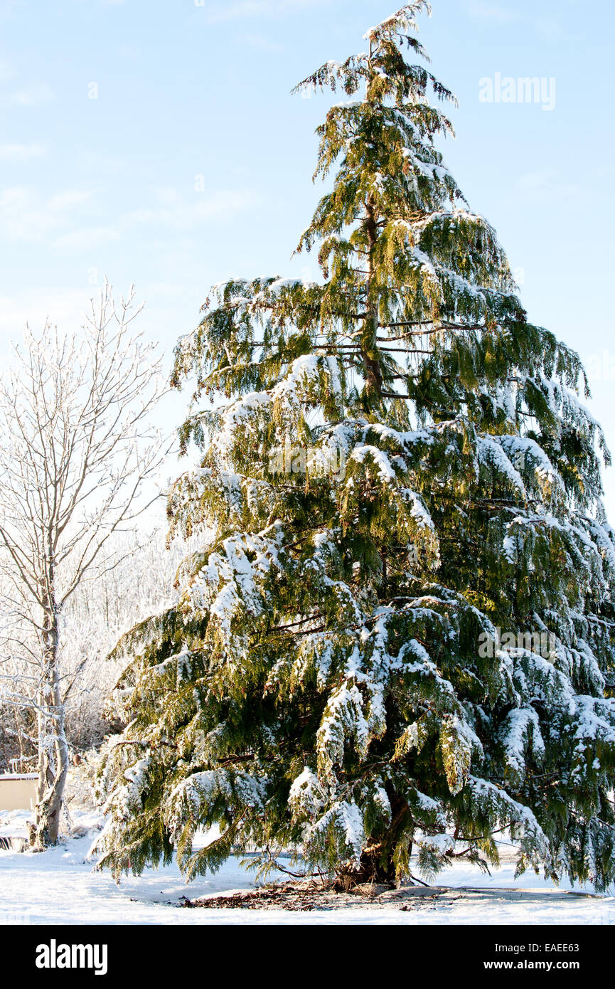 Pine Tree couvrir avec de la neige à la campagne Banque D'Images