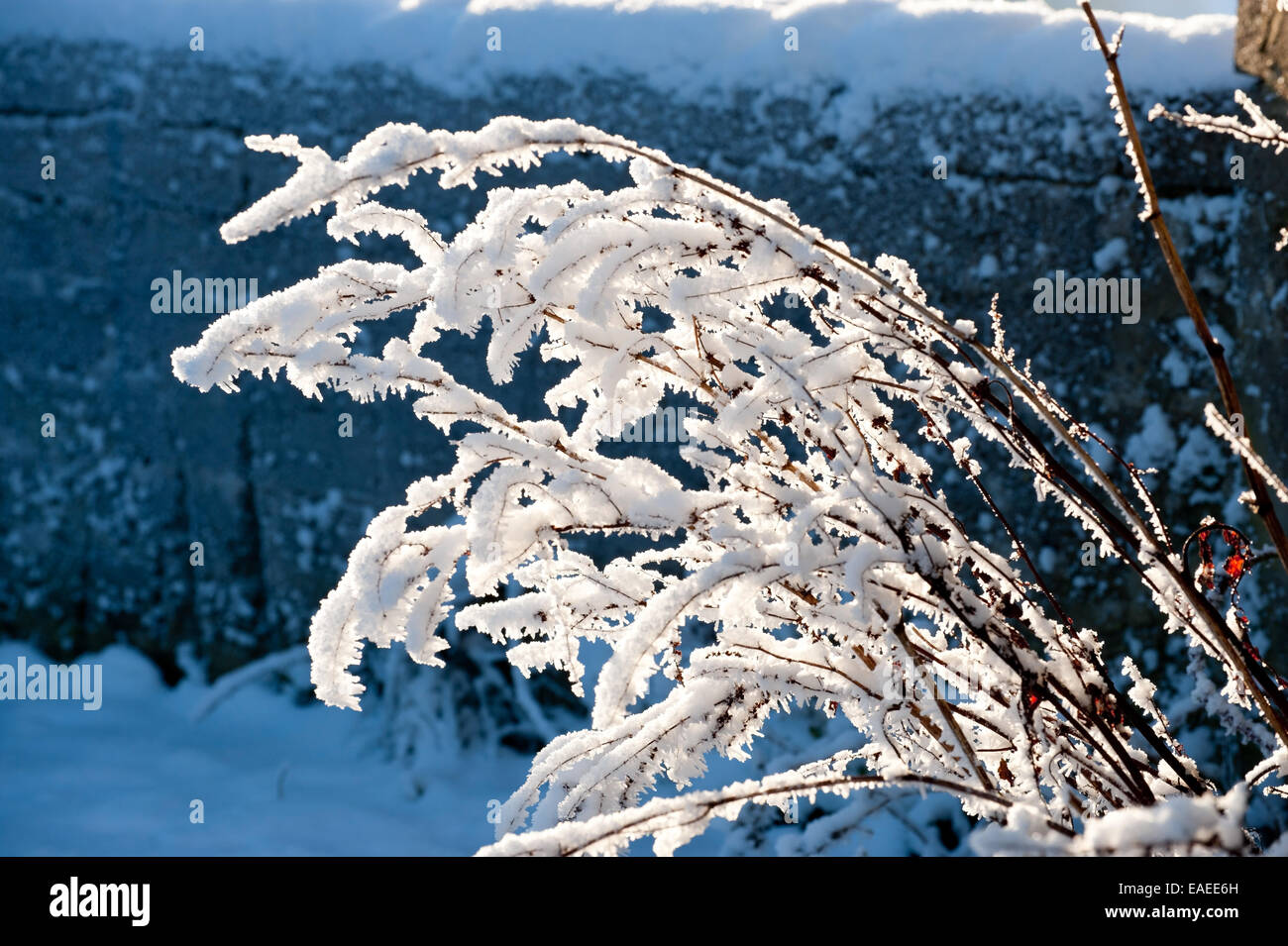 Belle couverture de neige bush Banque D'Images