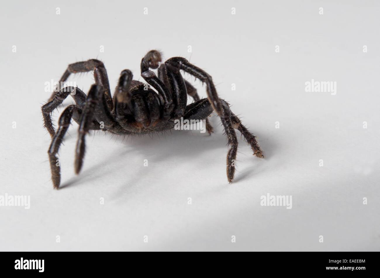 Ummidia noir araignée. Vue de face en position d'attaque Banque D'Images