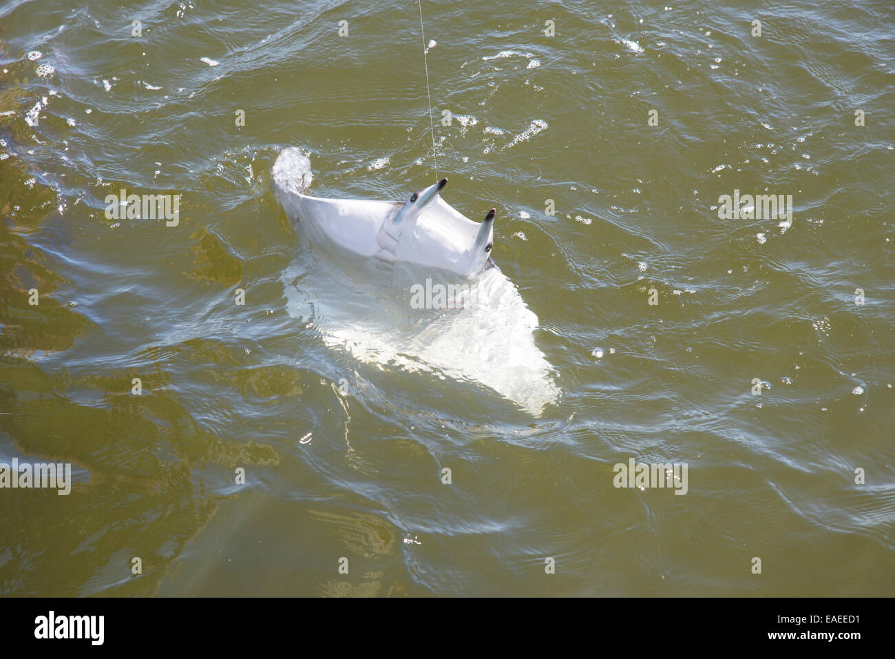 Devil Ray pris sur la ligne de pêche du golfe du Mexique en Floride USA dessous blanc Banque D'Images