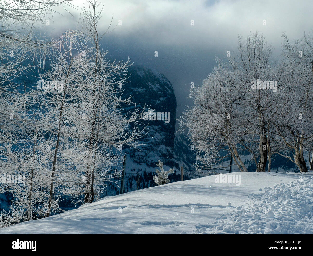 Swiss Snow scene illustrant la neige a couvert des arbres gelés avec décor de montagnes et de blizzard. Banque D'Images