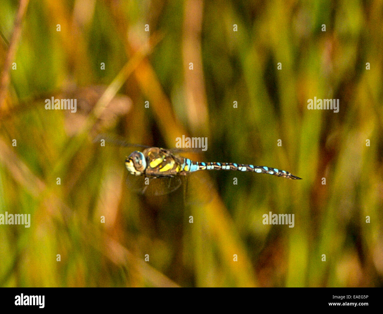 Anisoptera [Dragonfly], bleu et jaune coloration marbrée. macro image isolée de jaune et vert de l'arrière-plan. reed Banque D'Images