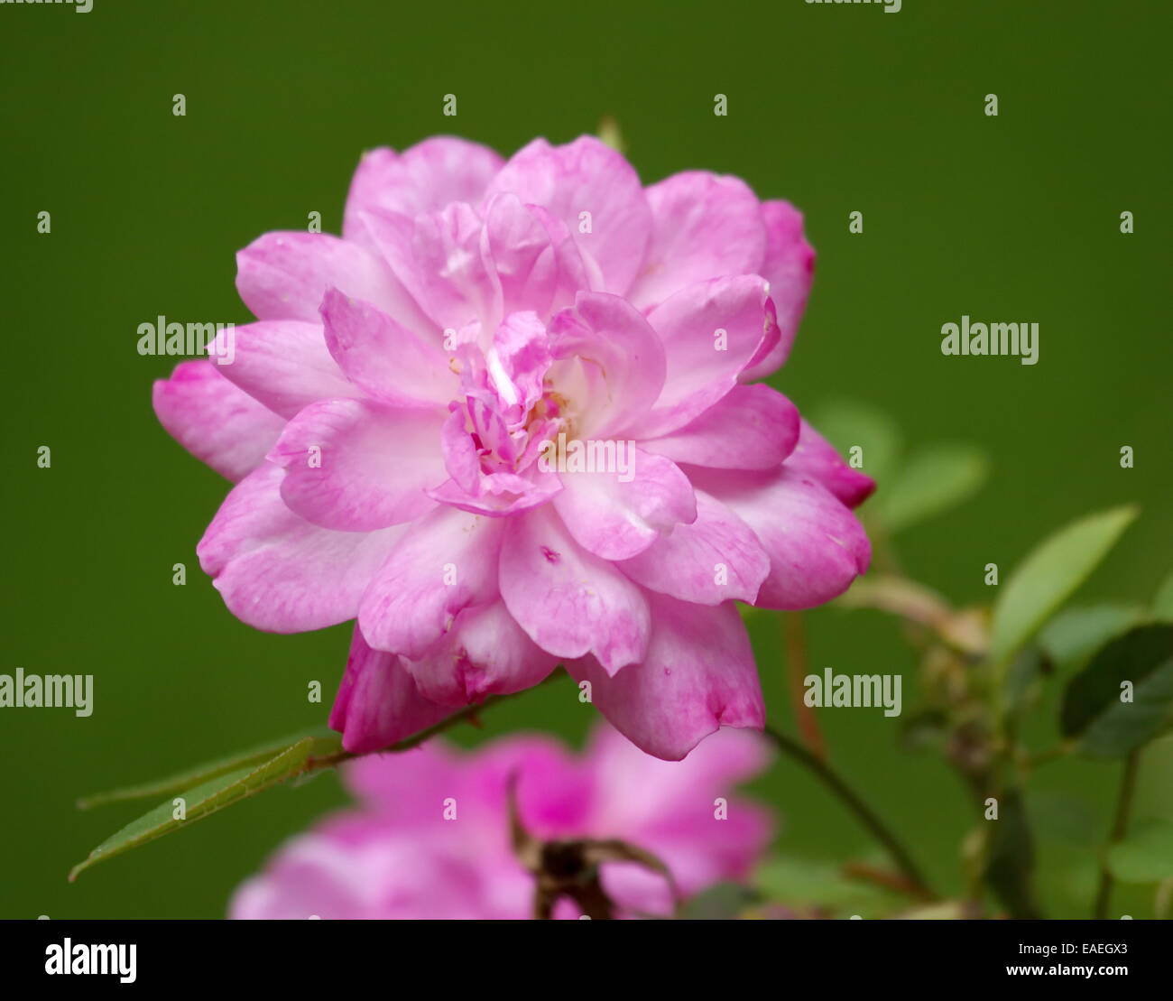 Close up sur la chine rose, rosa chinensis Banque D'Images