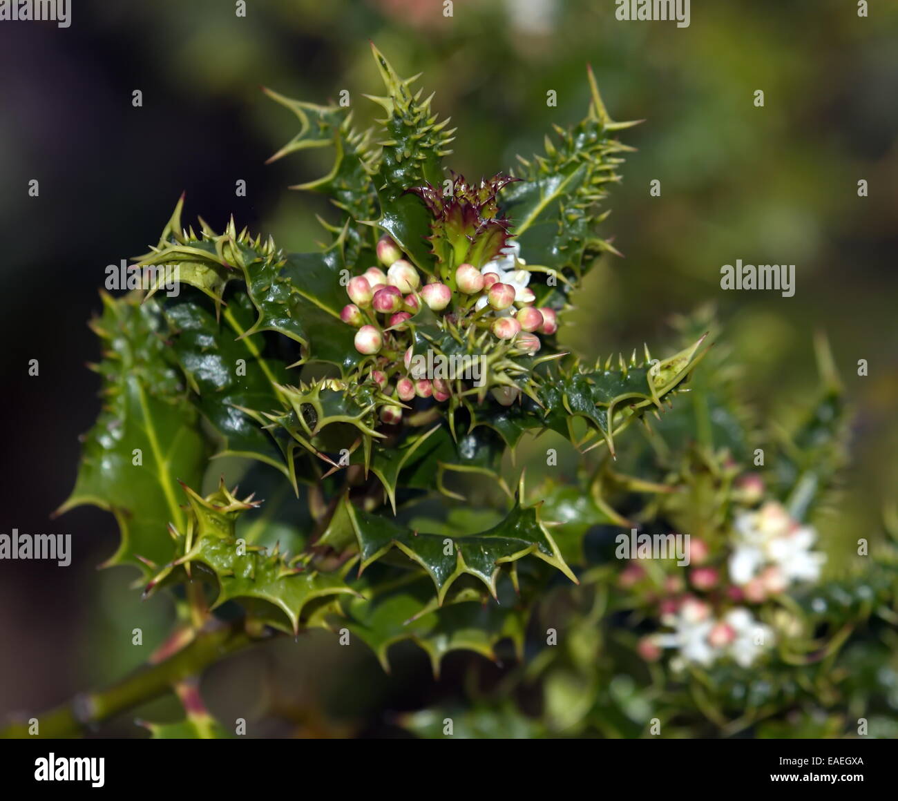 Français ou européen ou commun ou de noël houx, Ilex aquifolium Banque D'Images