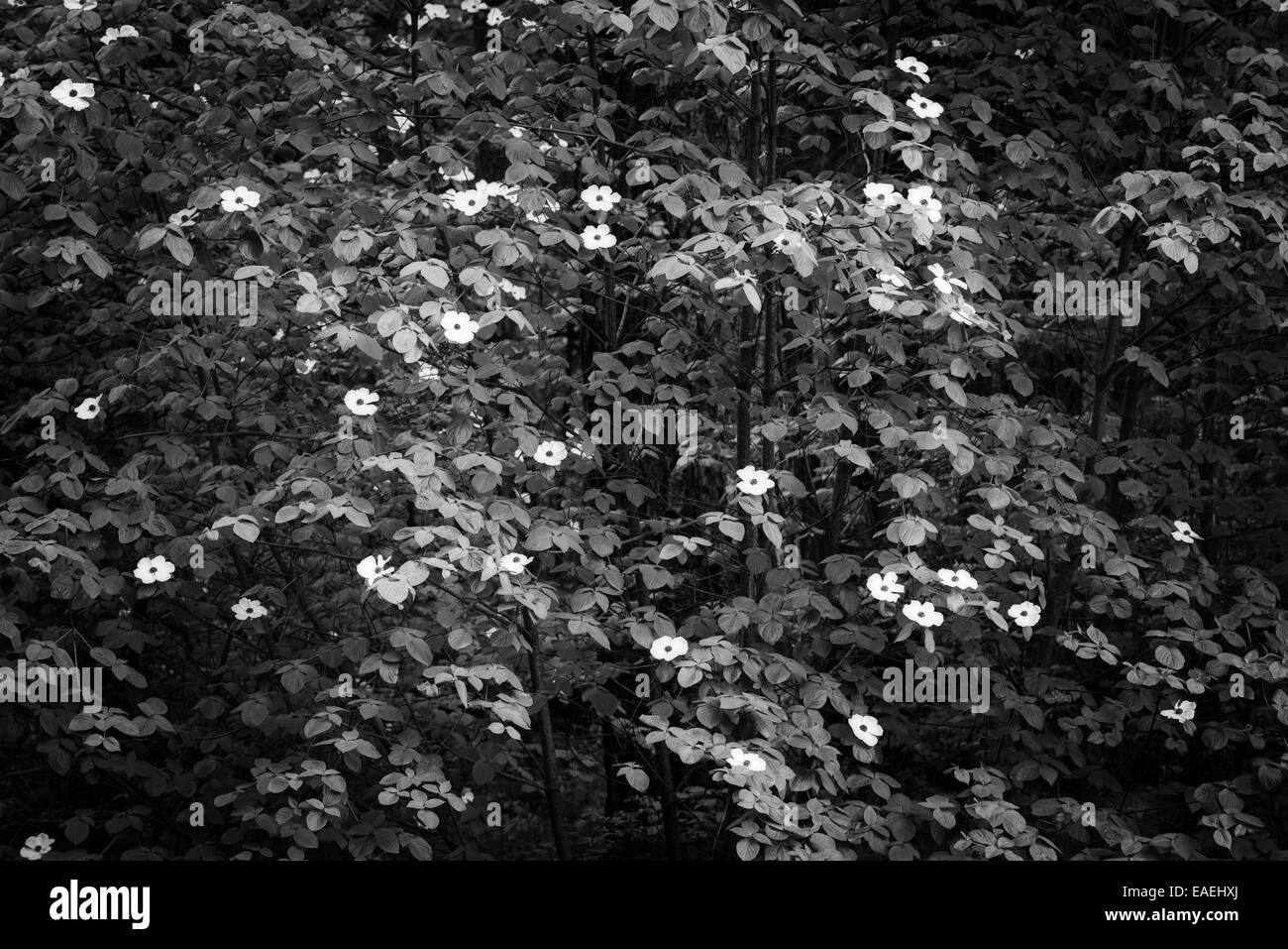Mountain cornouillers (Cornus nuttallii), Yosemite National Park, California USA Banque D'Images