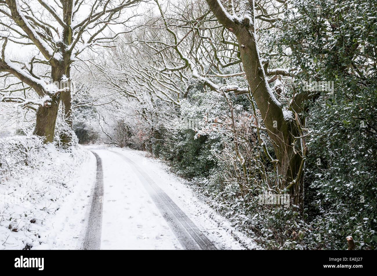 English country lane dans la neige de chênes et de houx. Location de pistes dans la neige. Banque D'Images