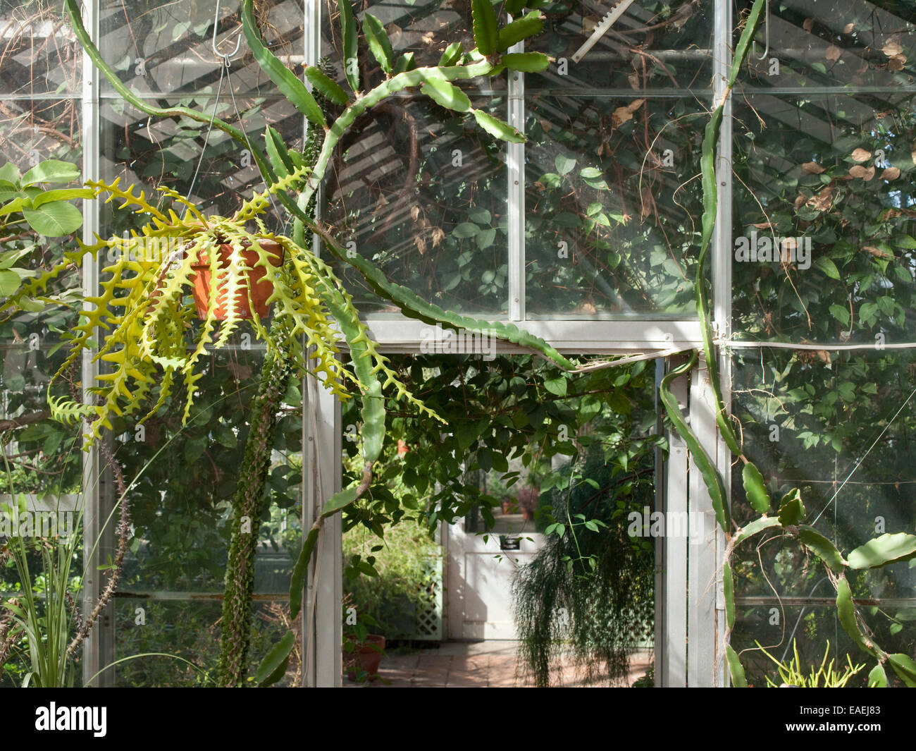 Plantes grasses accroché dans les émissions de Banque D'Images